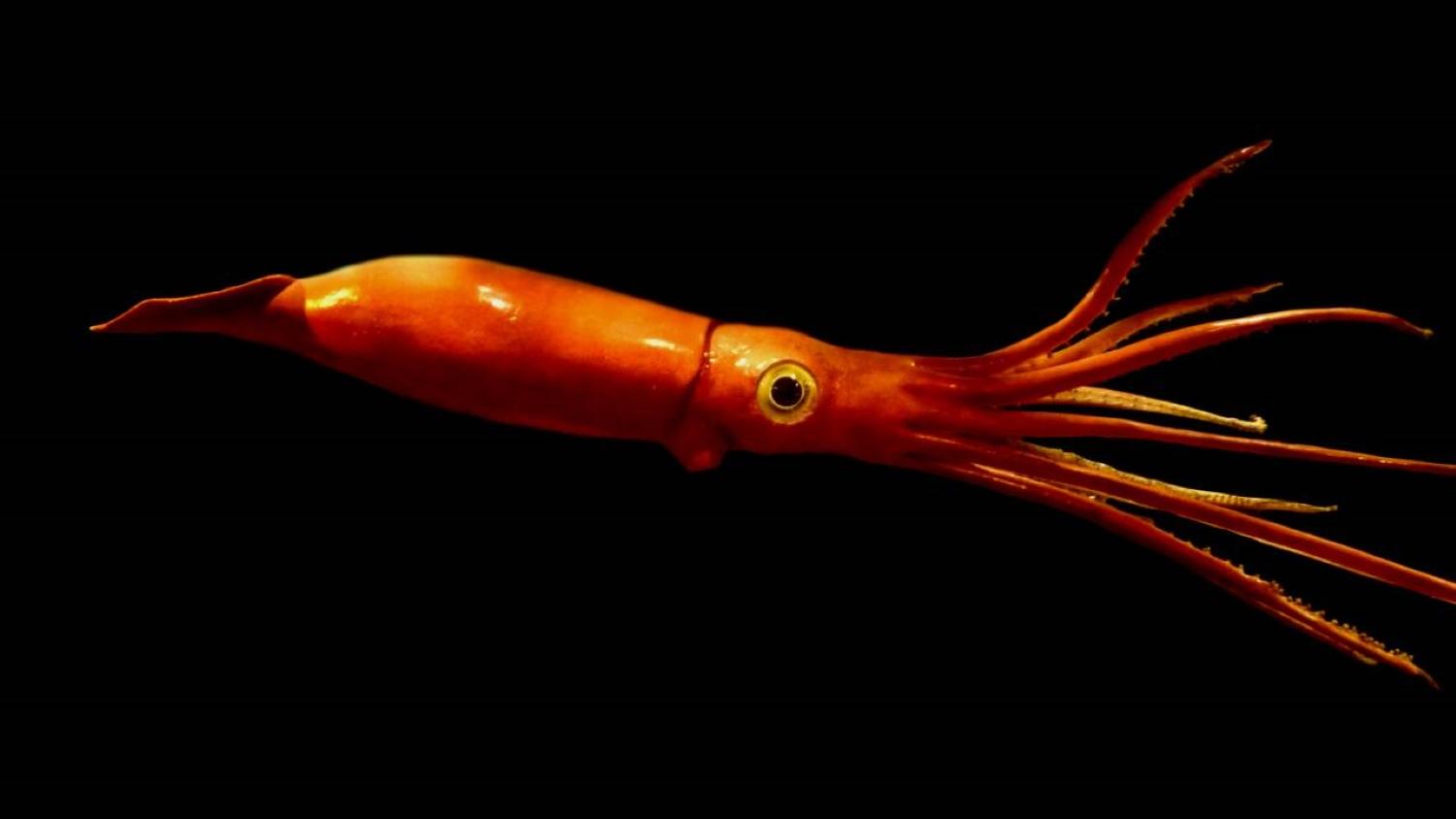 Pourquoi les calmars geants sont si difficiles a observer et comment des scientifiques y sont parvenus